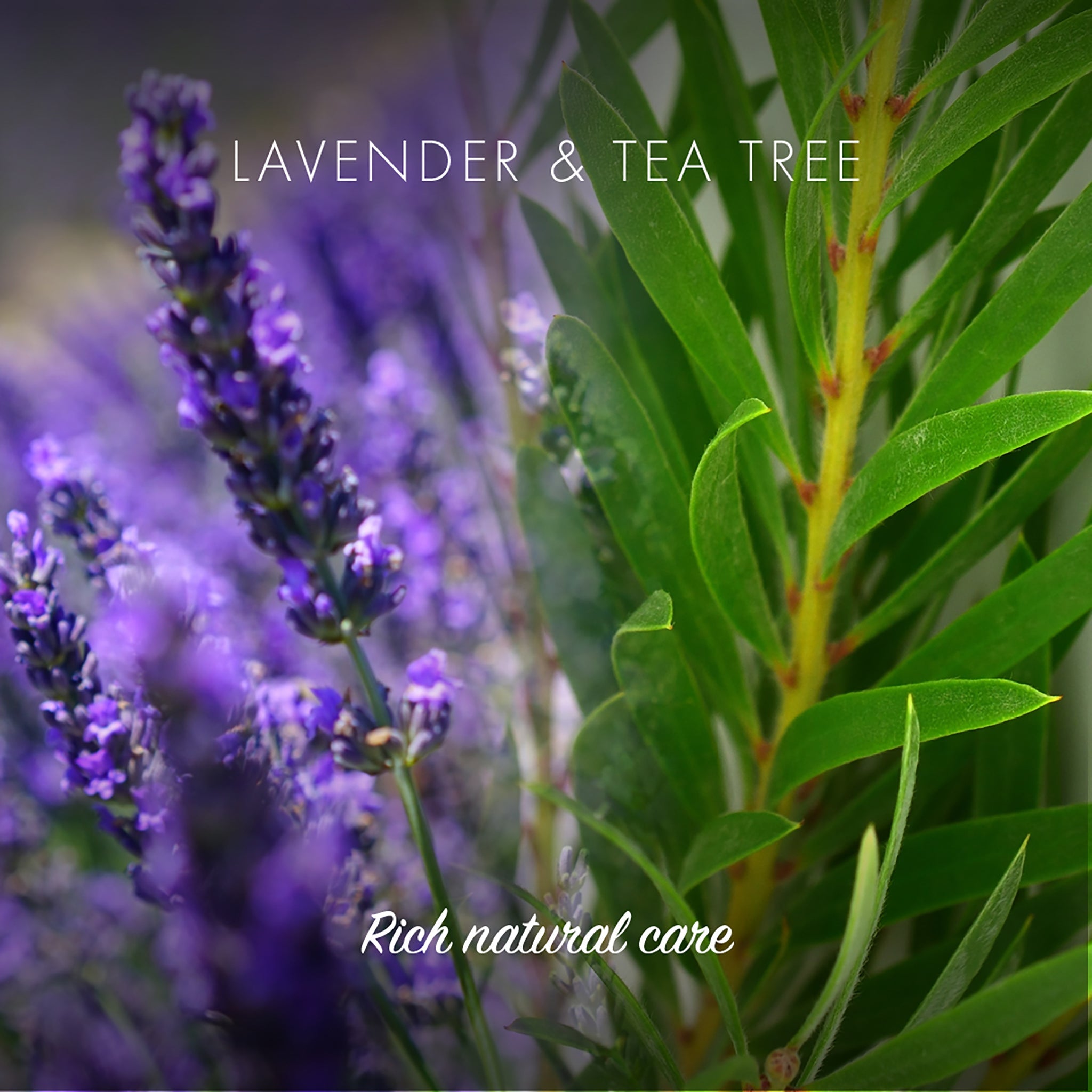 Healthy Shine Shampoo Bar - Lavender & Tea Tree - mypure.co.uk