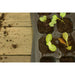 Seed Tray - mypure.co.uk